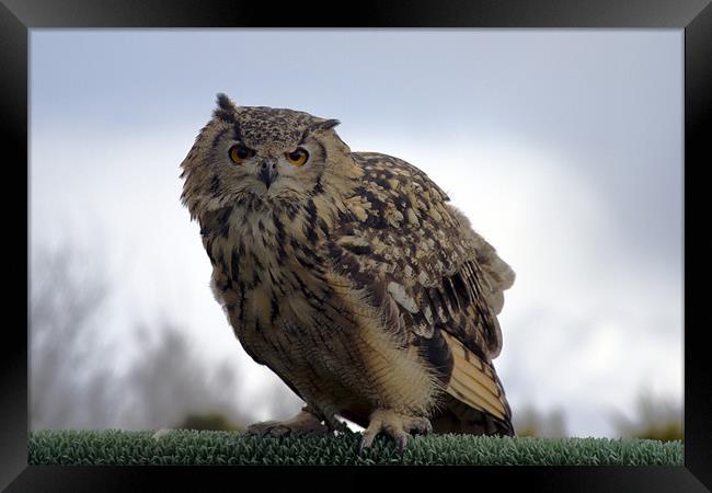 Eagle Owl Framed Print by Bill Simpson