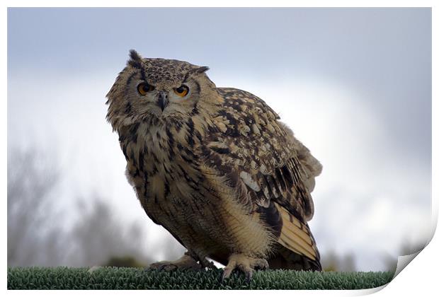 Eagle Owl Print by Bill Simpson
