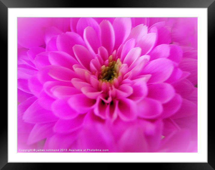 Pink Chrysanthemum Framed Mounted Print by james richmond