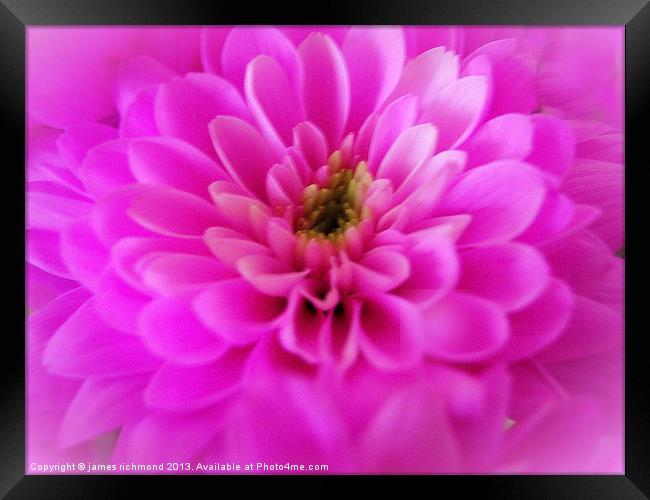 Pink Chrysanthemum Framed Print by james richmond