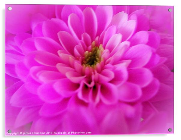 Pink Chrysanthemum Acrylic by james richmond