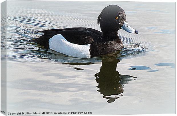 Tufted Duck. Canvas Print by Lilian Marshall