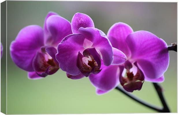 Deep pink orchid Canvas Print by Mark Cake