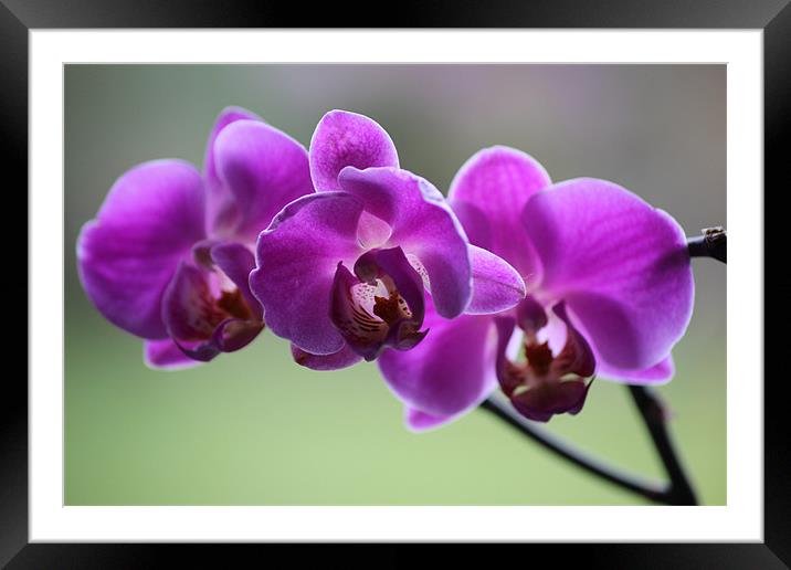 Deep pink orchid Framed Mounted Print by Mark Cake