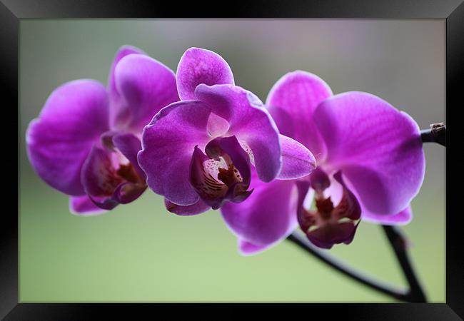 Deep pink orchid Framed Print by Mark Cake