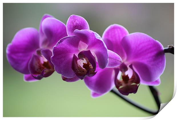 Deep pink orchid Print by Mark Cake