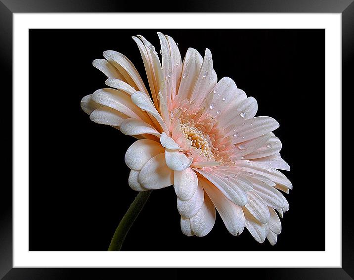 675-pink gerber Framed Mounted Print by elvira ladocki