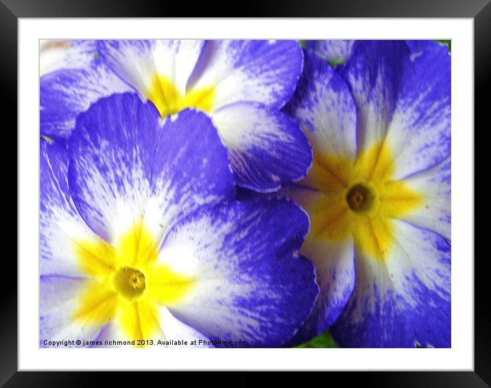 Polyanthus Framed Mounted Print by james richmond