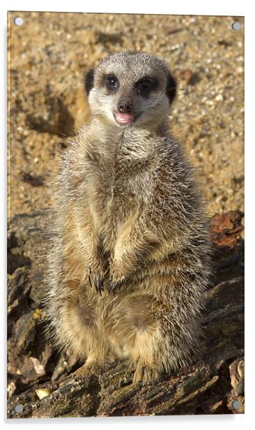 Meerkat #1 Acrylic by Bill Simpson
