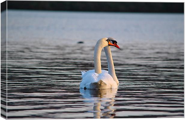 Swans inlove Canvas Print by Kim McDonell