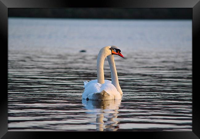 Swans inlove Framed Print by Kim McDonell