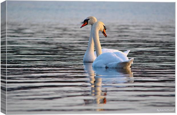 The Mute Swan (Cygnus olor) Canvas Print by Kim McDonell