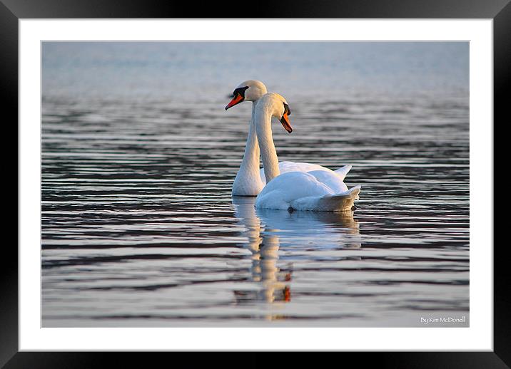 The Mute Swan (Cygnus olor) Framed Mounted Print by Kim McDonell