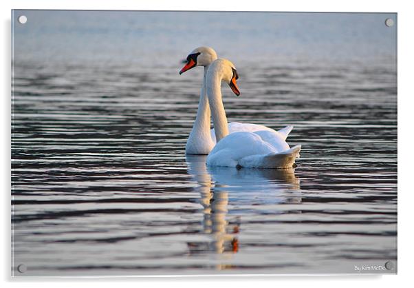 The Mute Swan (Cygnus olor) Acrylic by Kim McDonell
