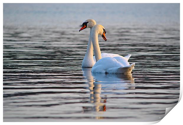 The Mute Swan (Cygnus olor) Print by Kim McDonell