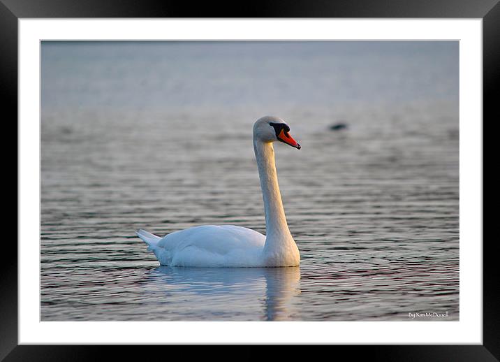 Mute Swan Framed Mounted Print by Kim McDonell