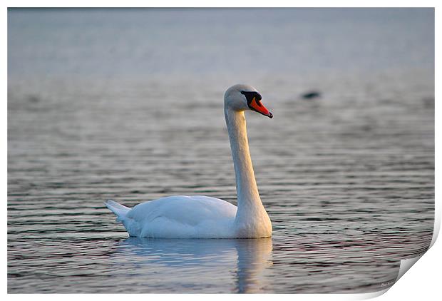 Mute Swan Print by Kim McDonell