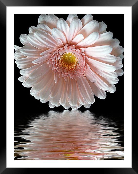 680-gerber with the reflections Framed Mounted Print by elvira ladocki