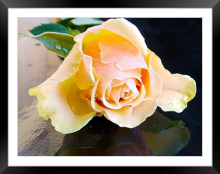 beautiful rose Framed Mounted Print by elvira ladocki