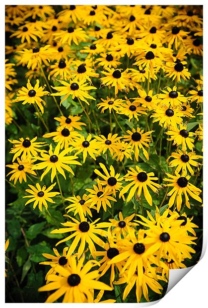 Yellow Gerbera Print by Mark Llewellyn