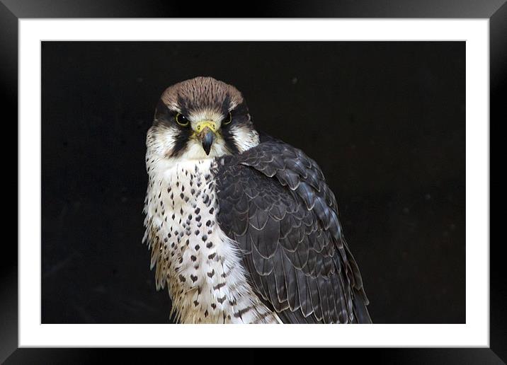 Lanner Falcon #1 Framed Mounted Print by Bill Simpson