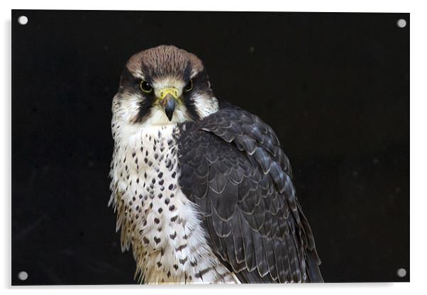 Lanner Falcon #1 Acrylic by Bill Simpson
