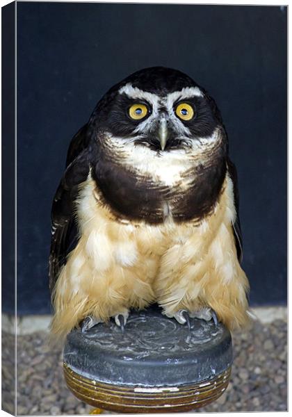 Spectacled Owl #1 Canvas Print by Bill Simpson