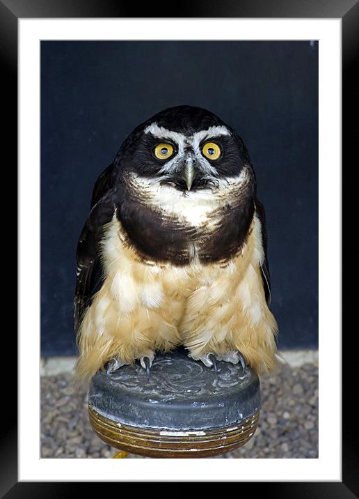 Spectacled Owl #1 Framed Mounted Print by Bill Simpson