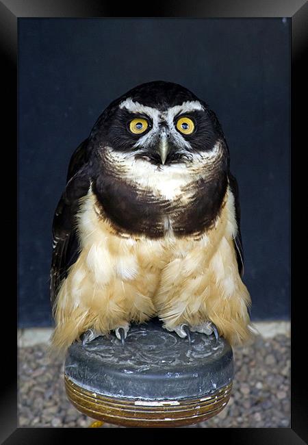 Spectacled Owl #1 Framed Print by Bill Simpson