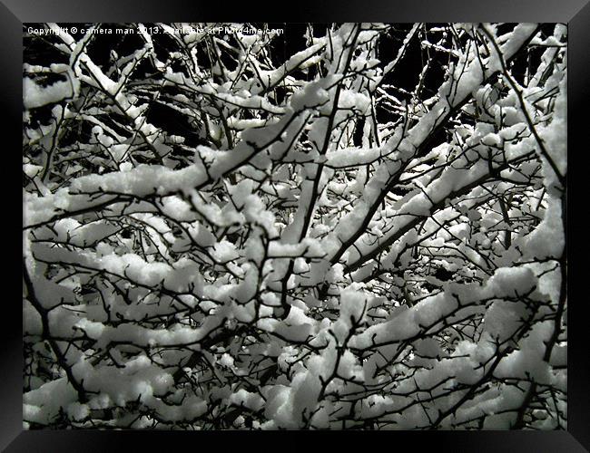 Snow Bush Framed Print by camera man