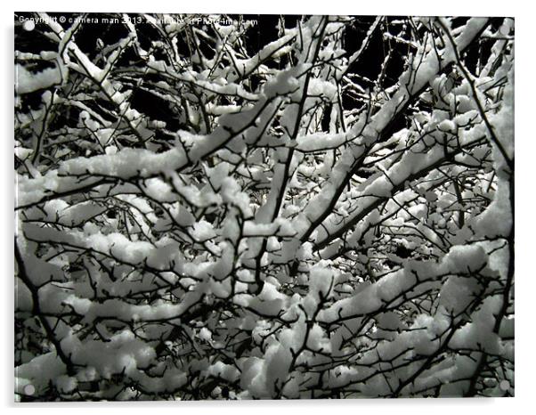 Snow Bush Acrylic by camera man