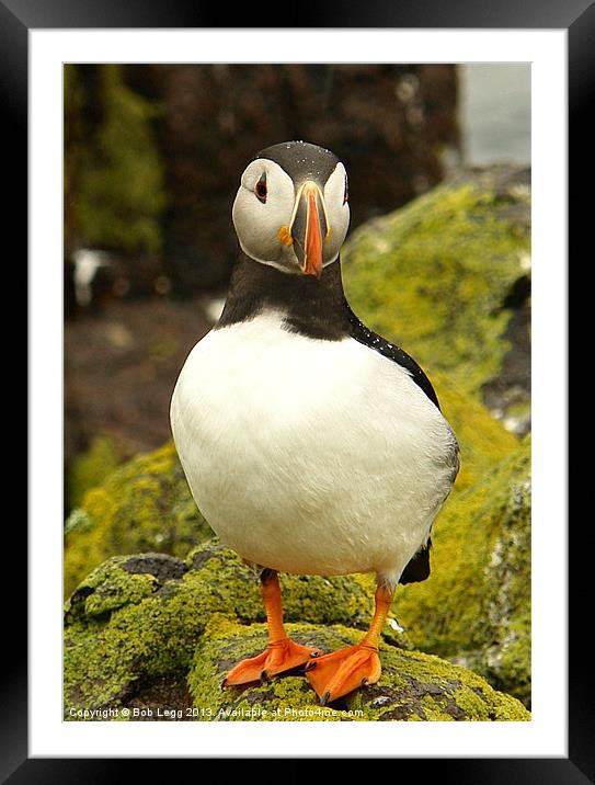 Puffin Framed Mounted Print by Bob Legg