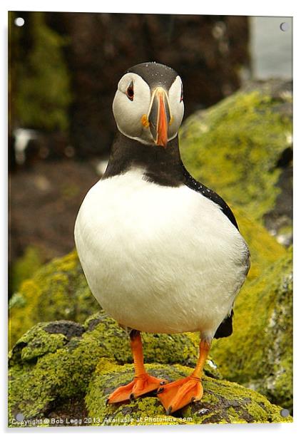 Puffin Acrylic by Bob Legg