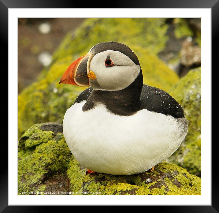 Raindrops on Puffin Framed Mounted Print by Bob Legg