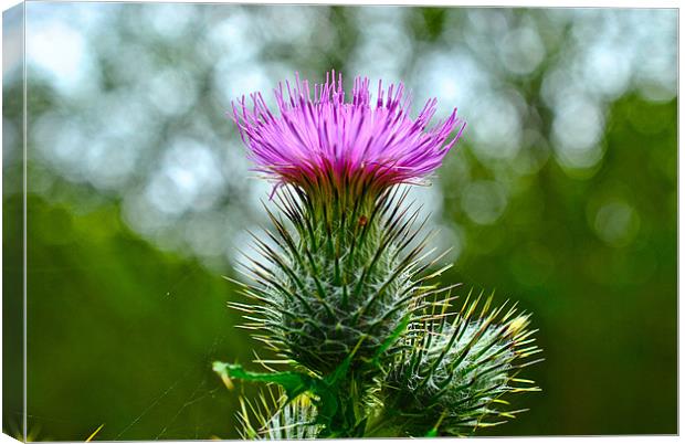 Thistle Canvas Print by Kim McDonell