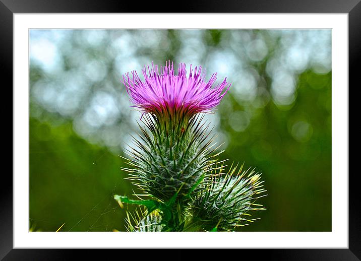 Thistle Framed Mounted Print by Kim McDonell