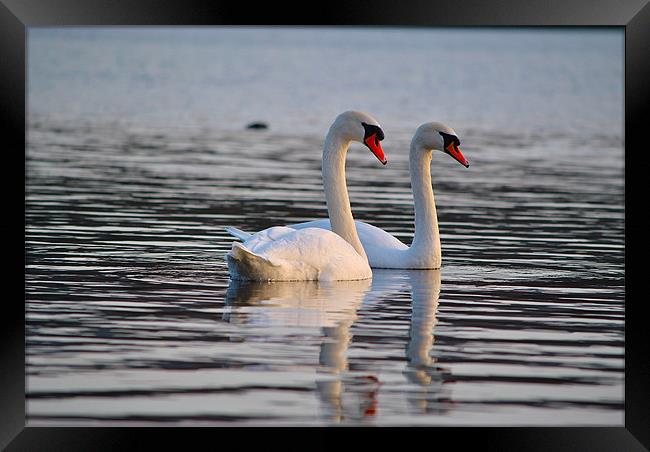 The Mute Swan (Cygnus olor) Framed Print by Kim McDonell