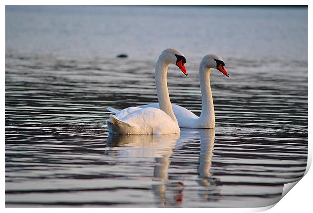 The Mute Swan (Cygnus olor) Print by Kim McDonell