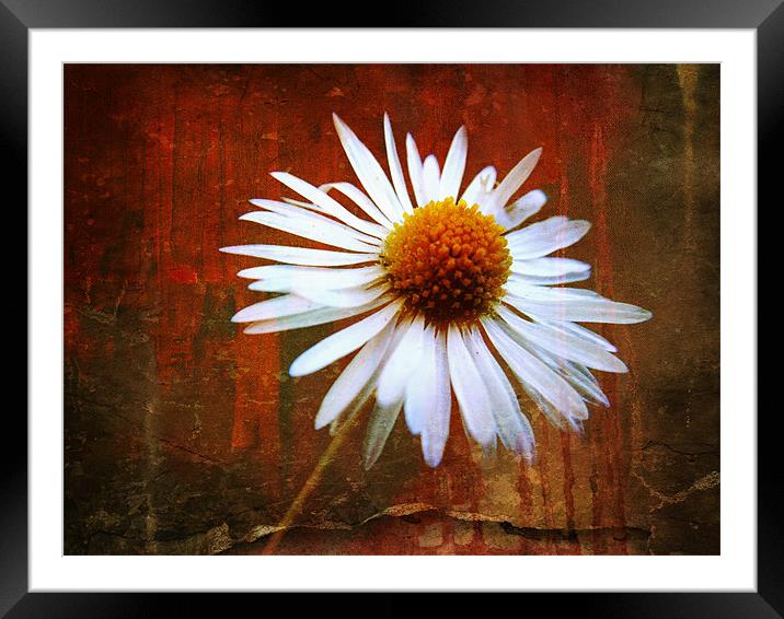 grungy daisy Framed Mounted Print by Heather Newton