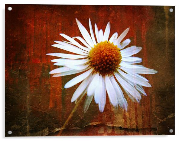 grungy daisy Acrylic by Heather Newton