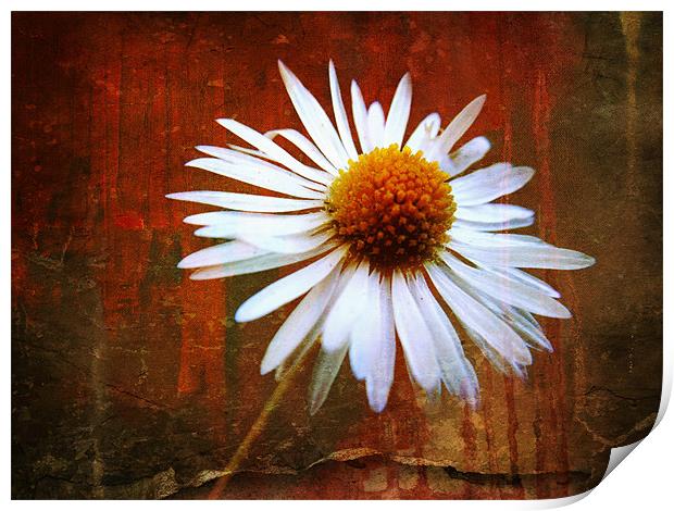 grungy daisy Print by Heather Newton