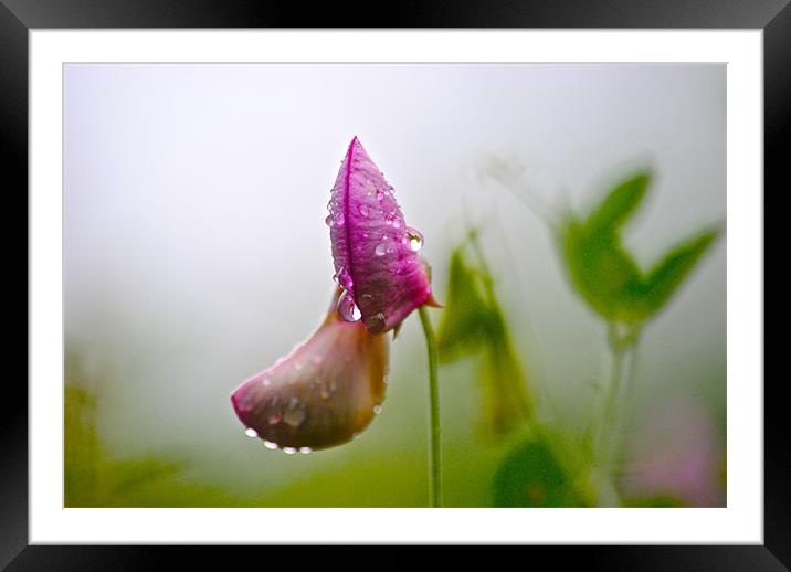 Sweet Pea (Lathyrus odoratus) Framed Mounted Print by Kim McDonell