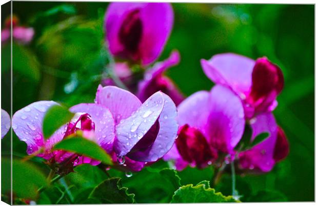Sweet peas Canvas Print by Kim McDonell