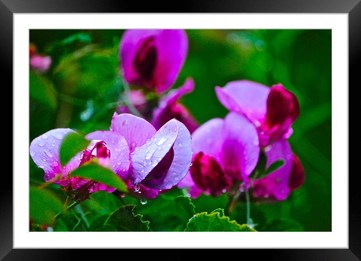 Sweet peas Framed Mounted Print by Kim McDonell