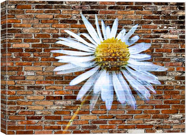 daisy on brick Canvas Print by Heather Newton