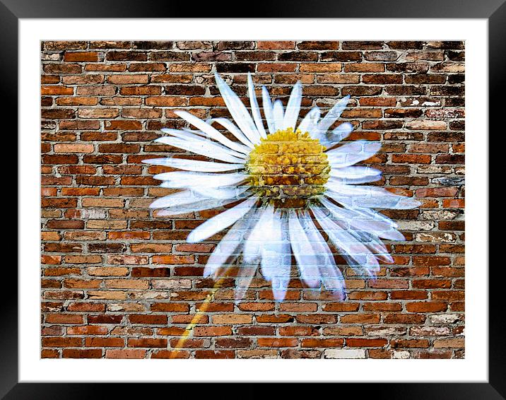 daisy on brick Framed Mounted Print by Heather Newton