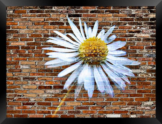 daisy on brick Framed Print by Heather Newton