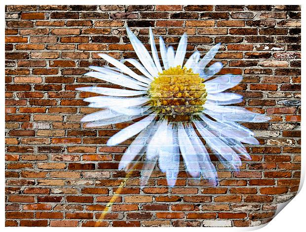 daisy on brick Print by Heather Newton