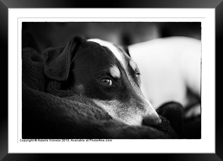 Jack Russell Terrier Portrait in Black and White Framed Mounted Print by Natalie Kinnear