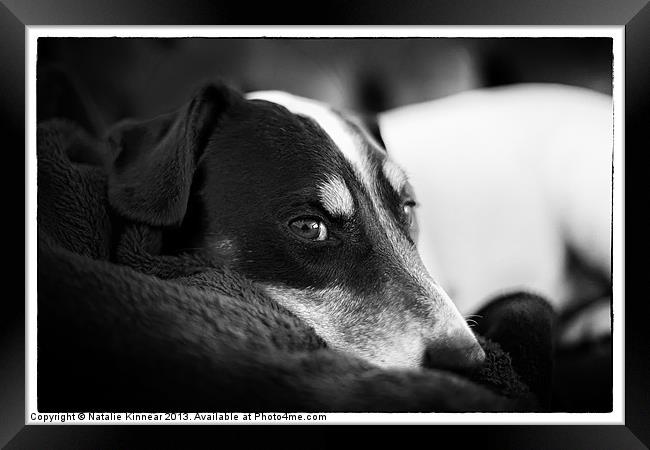 Jack Russell Terrier Portrait in Black and White Framed Print by Natalie Kinnear